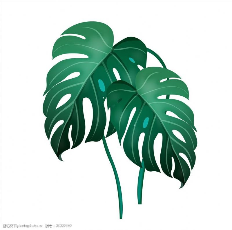 绿叶热带植物龟背竹图片