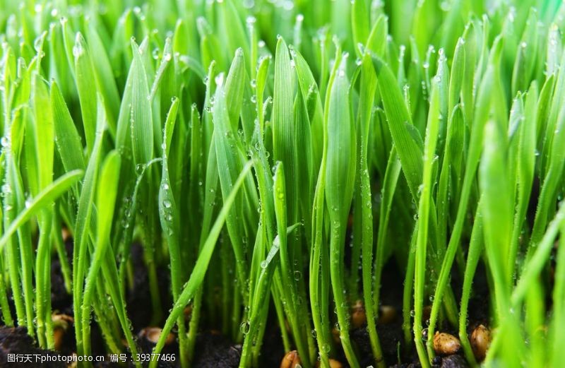 春天的背景新鲜的绿草水滴图片