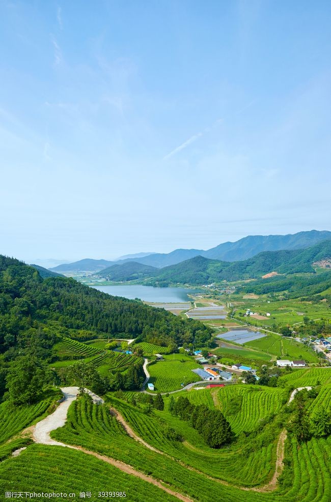 西湖龙井茶村绿色茶自然图片