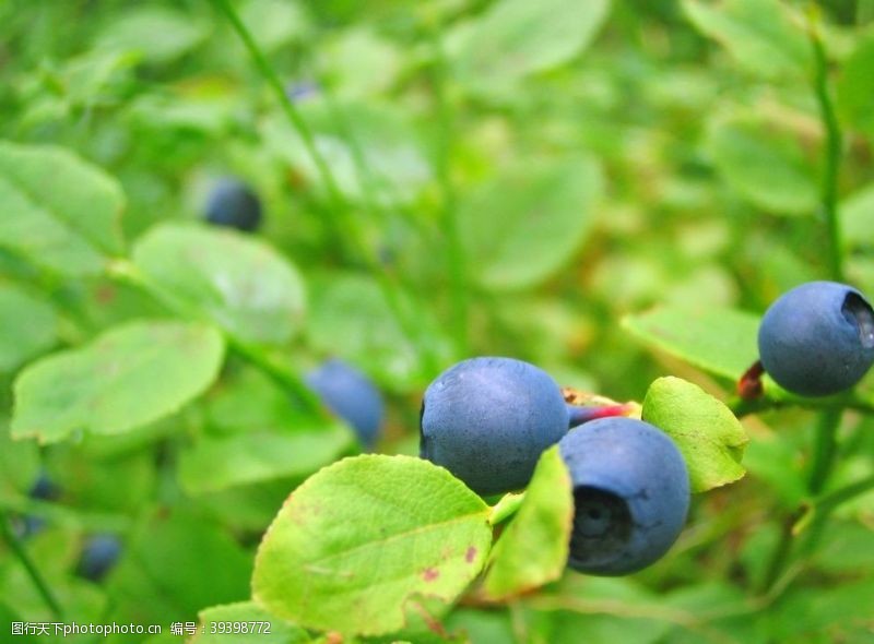 蓝色蔬菜蓝莓树图片