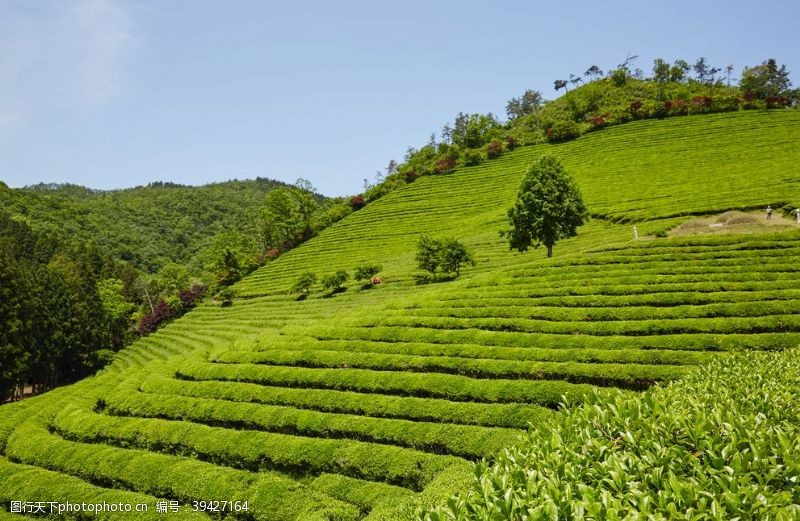 西湖龙井茶叶绿色茶自然景观图片
