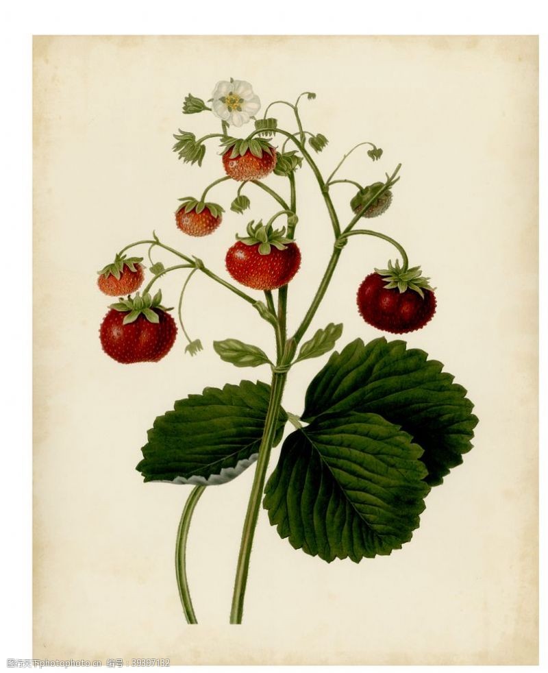 水果装饰画美式草莓水果复古装饰画图片