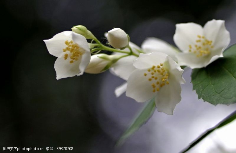 茉莉花文化节茉莉花图片