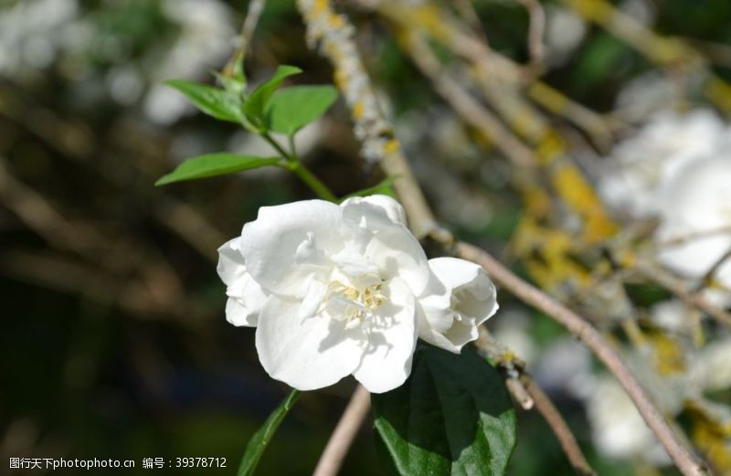 茉莉图片茉莉花图片