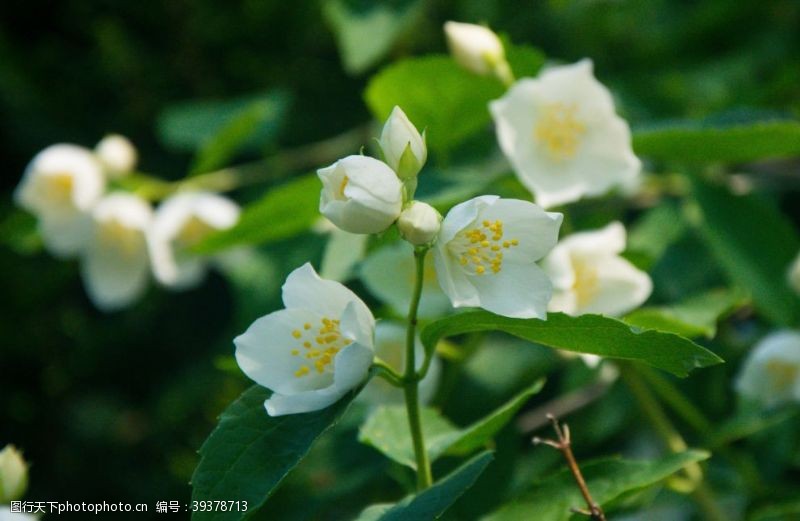 茉莉花文化节茉莉花图片