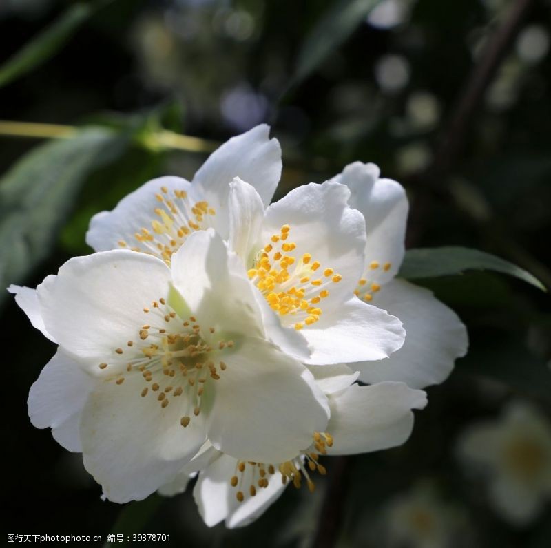 茉莉花文化节茉莉图片