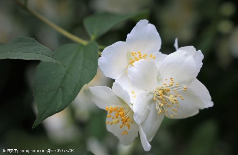 茉莉花文化节茉莉图片