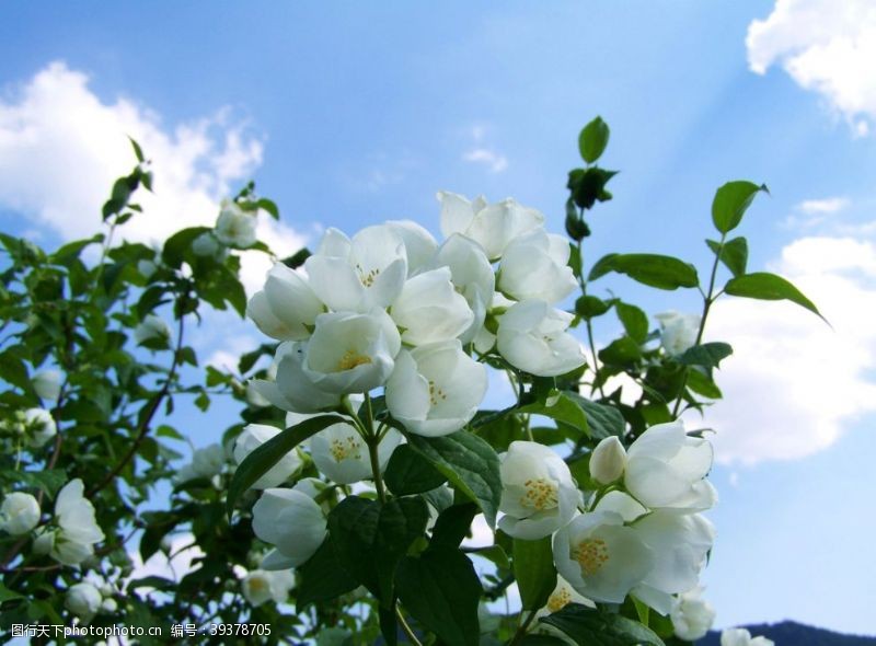 茉莉花文化节茉莉图片