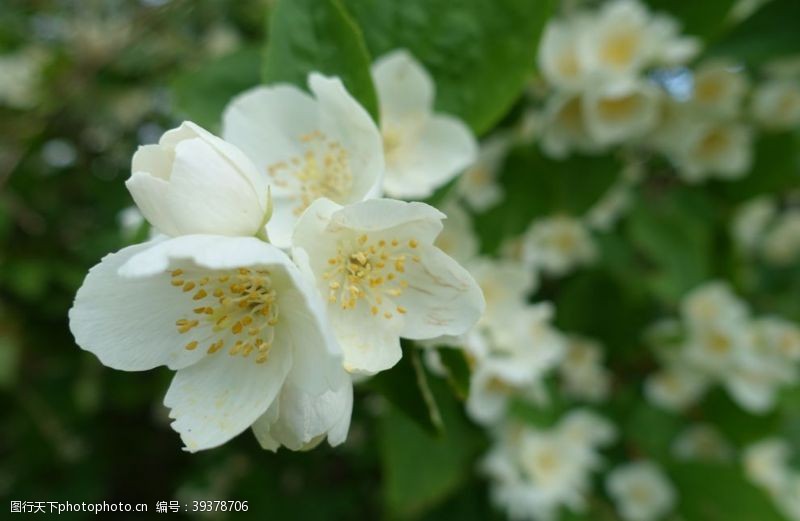 茉莉花文化节茉莉图片