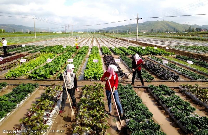 宁夏西吉县发展订单蔬菜种植图片