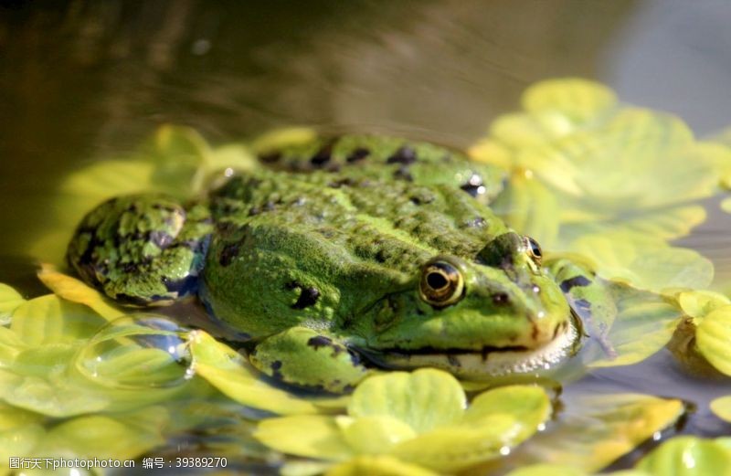 绿色青蛙青蛙图片
