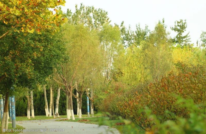 大树秋季公园图片