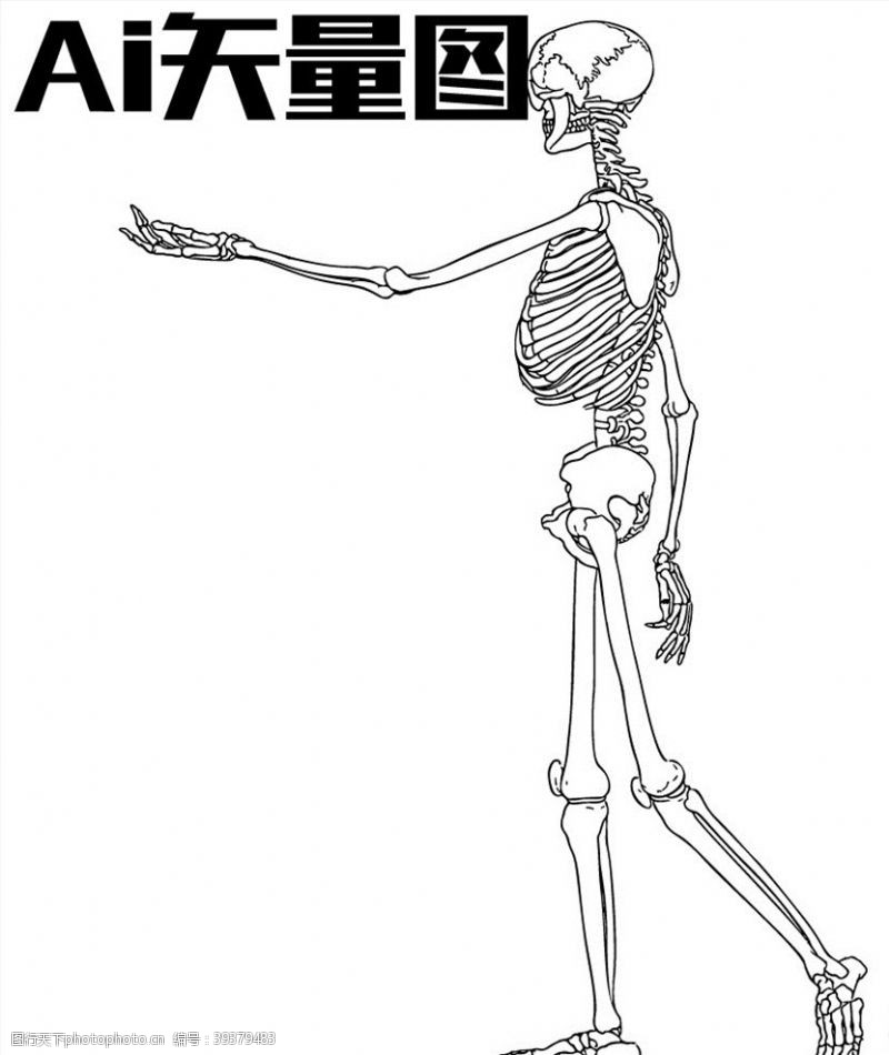 人体结构人体骨骼图片