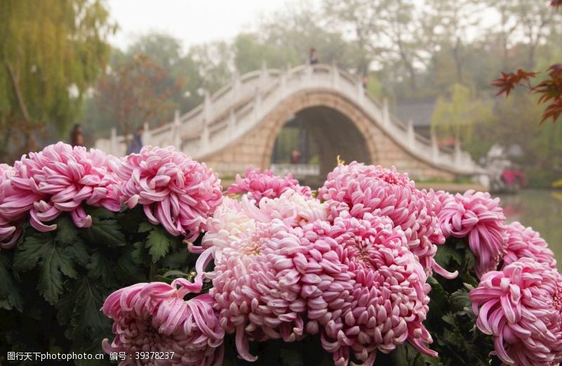 湖州瘦西湖菊花展图片