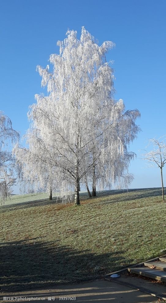 大树下雪场景图片