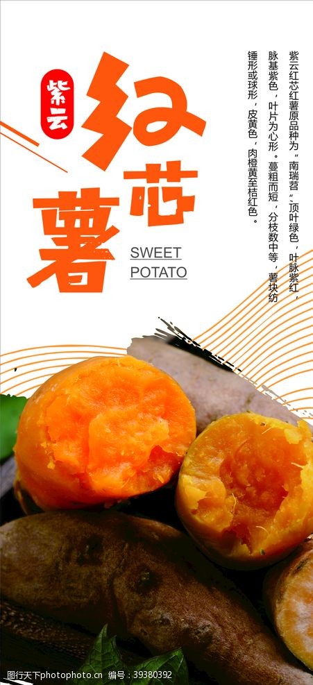 贵州省紫云红芯薯图片