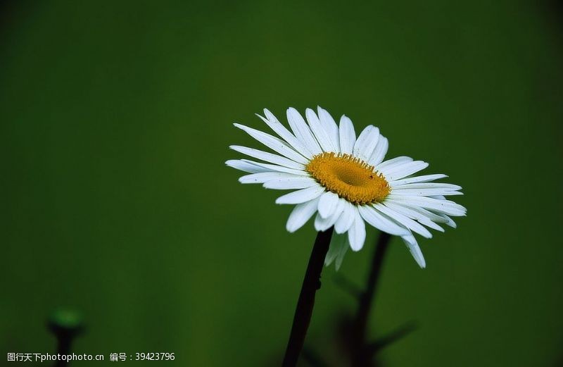 漂亮的花朵白色的小雏菊图片