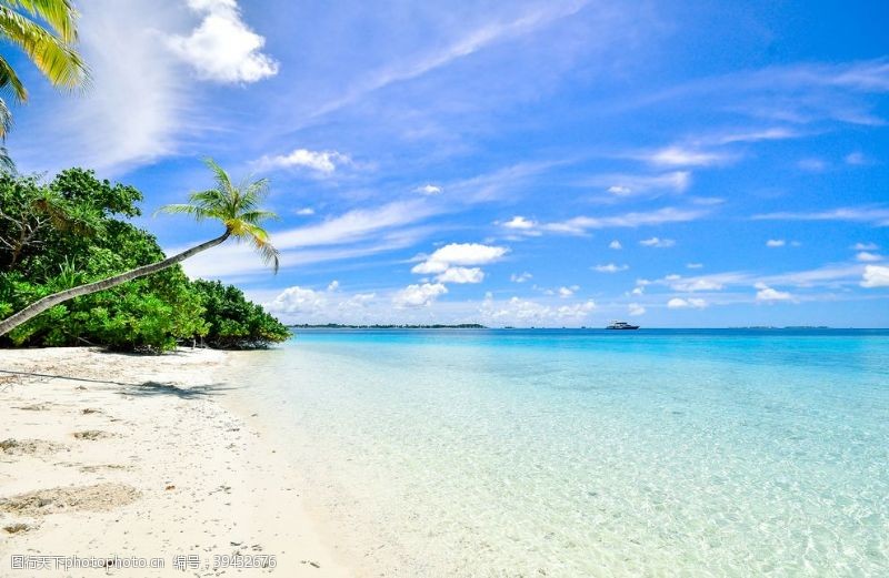 蓝色波涛海滩椰子树图片
