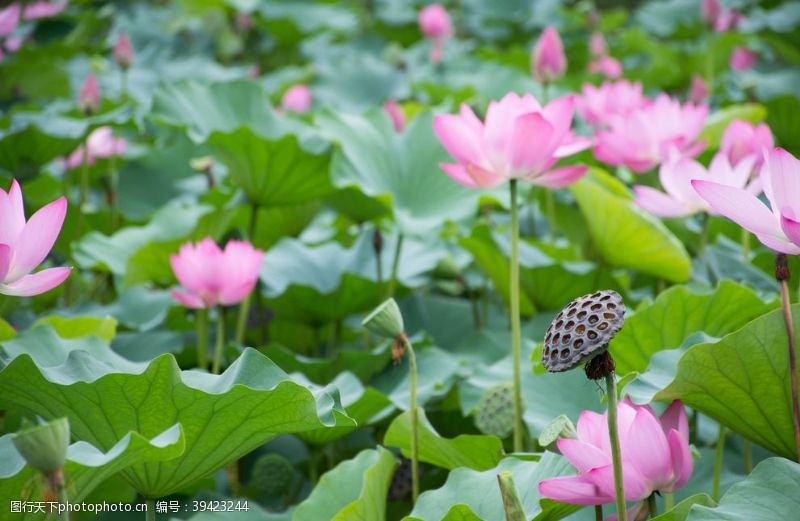 子午莲荷花图片