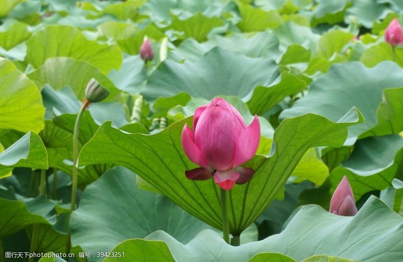 水芹莲荷花图片