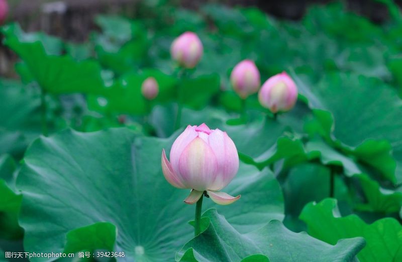 水芹莲荷花图片