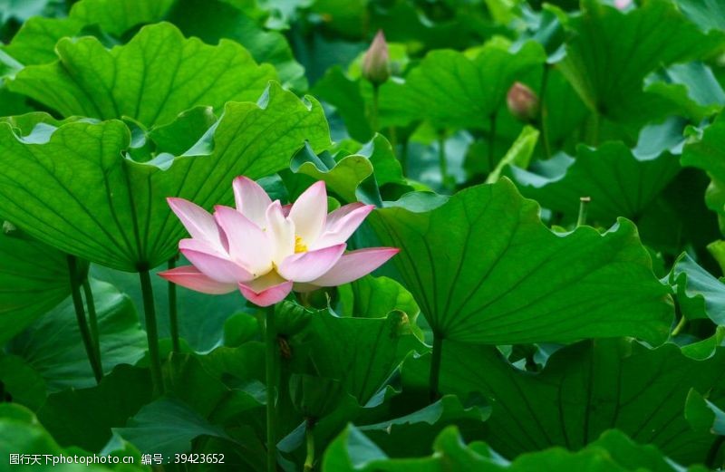 睡莲特写荷花图片