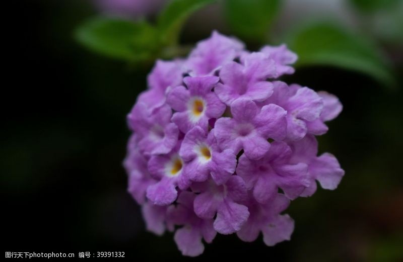 微电影花图片