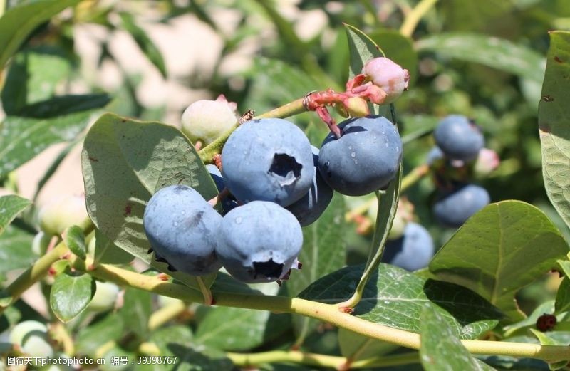 蓝色蔬菜蓝莓树图片