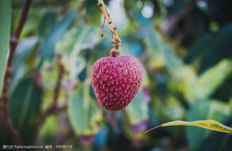 水果装饰画荔枝图片