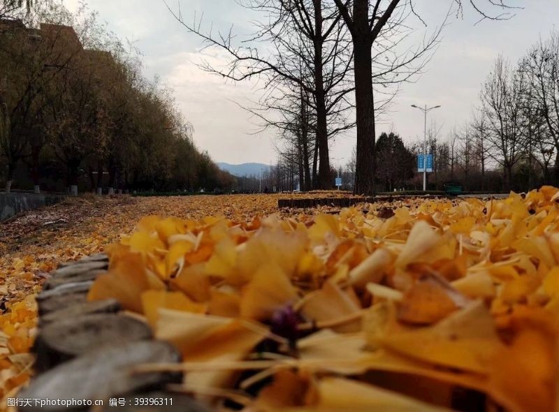 散步落叶之秋图片