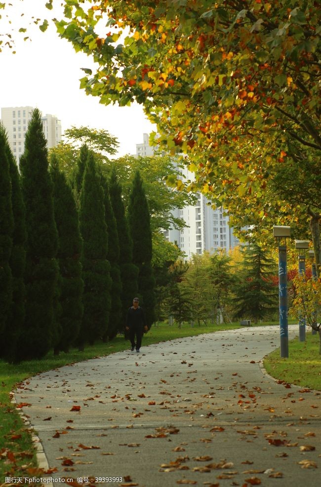 大树图片秋季公园落叶图片