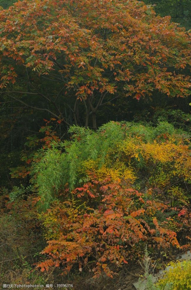 大树秋季图片