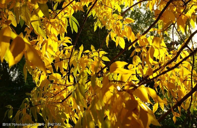 秋天阳光下的黄色枝叶叶子图片