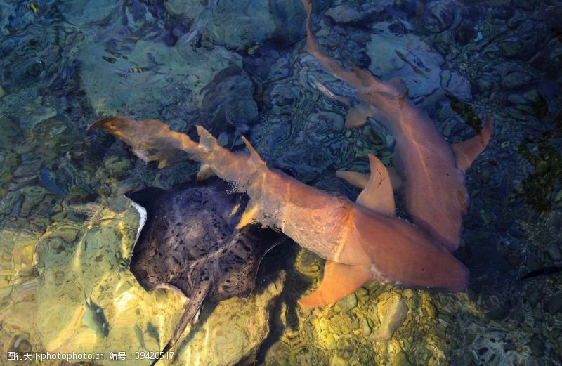 马尔代夫鲨鱼图片