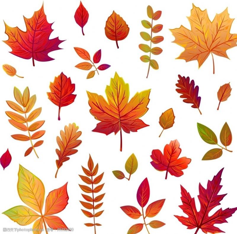 叶素材矢量秋季叶子图片
