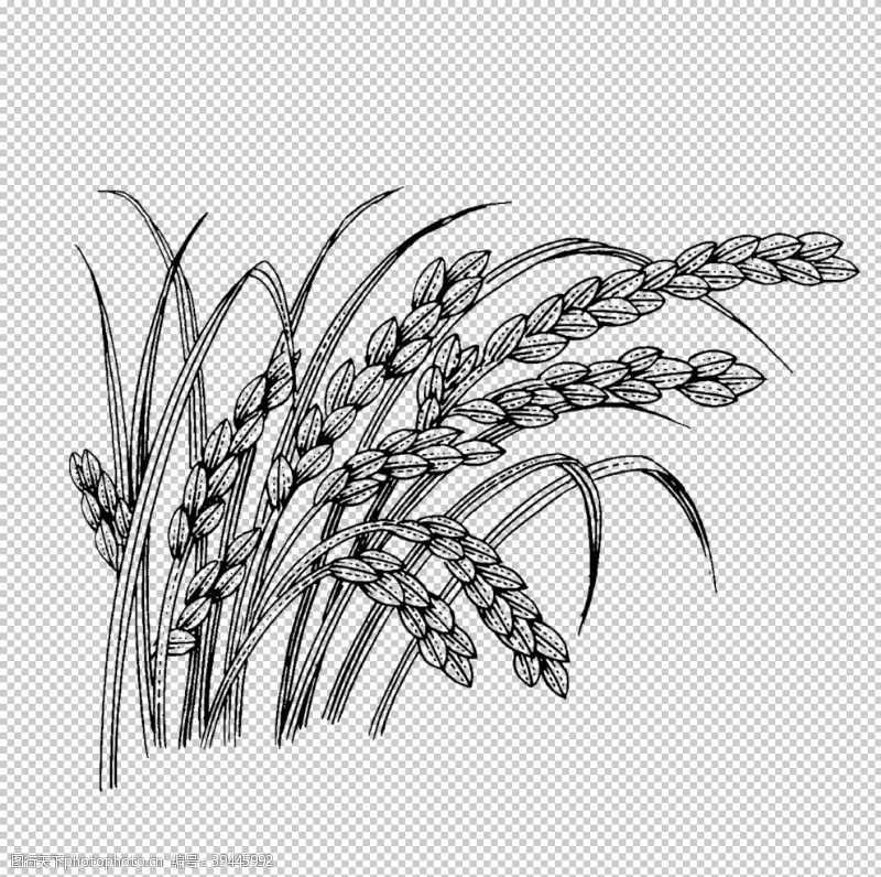 手绘麦穗手绘五谷杂粮图片