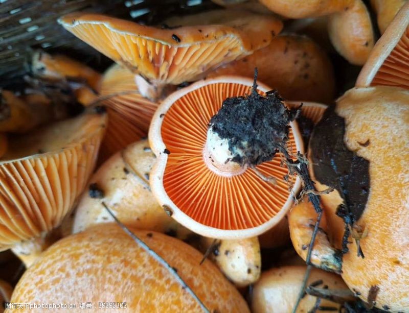 野蘑菇野山菌图片