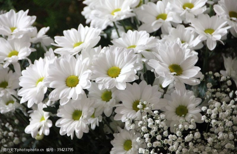 漂亮的花朵白色的小雏菊图片