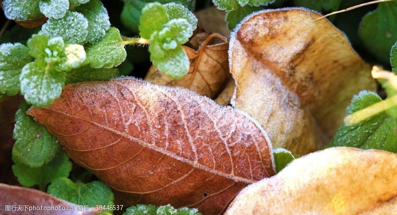 绿植景观墙初冬落叶上的冰霜图片