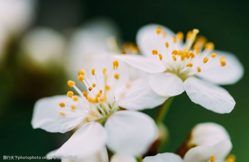 春天的花绿春天的白梅树花图片