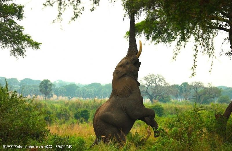孤立大象觅食图片