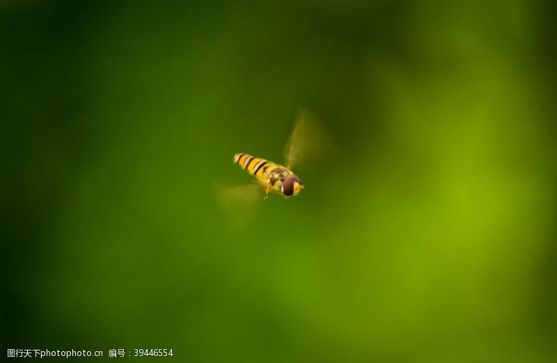 春天的花绿飞舞中的蜜蜂图片