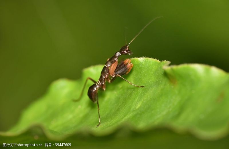 非洲昆虫大蚂蚁图片