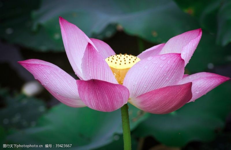 水芹莲荷花图片