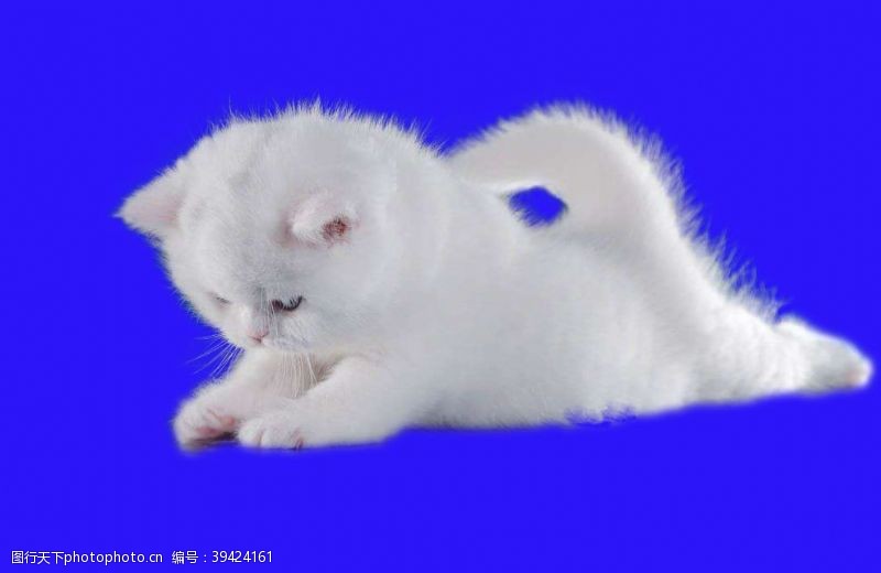 白色小猫猫咪图片