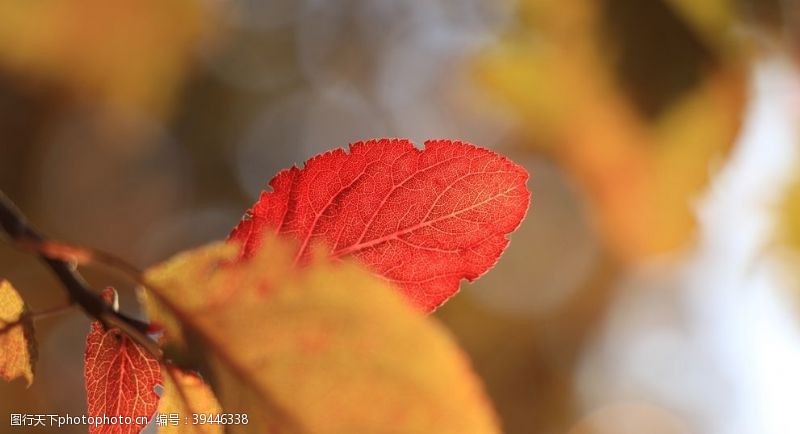 春天的背景秋季阳光下的红色树叶图片