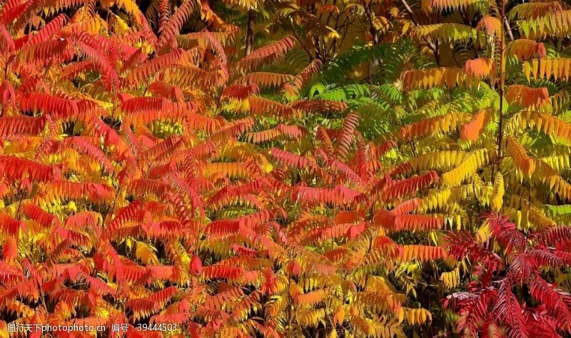 火影秋天树的彩叶图片