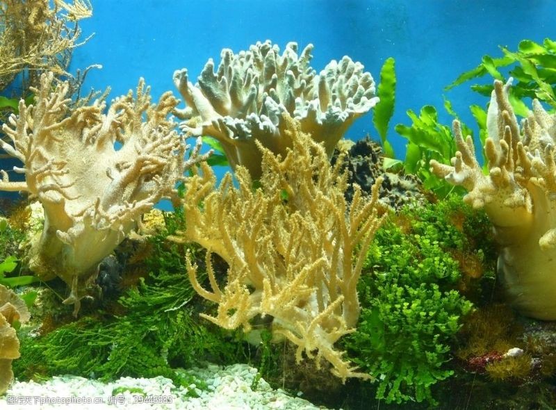 水族世界珊瑚图片