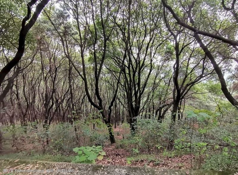 无锡风景山区树林图片