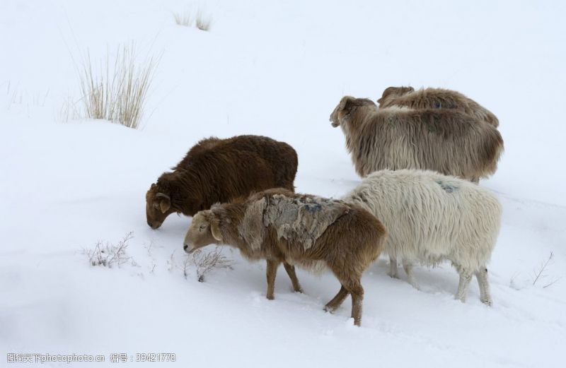 2015羊年雪地里的羊图片